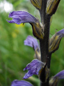 Orobanche purpurea